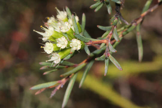 Homoranthus virgatus A. Cunn. ex Schau.的圖片