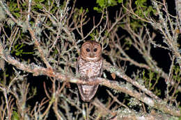 Image of Rusty-barred Owl