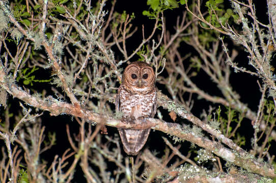 Image of Rusty-barred Owl