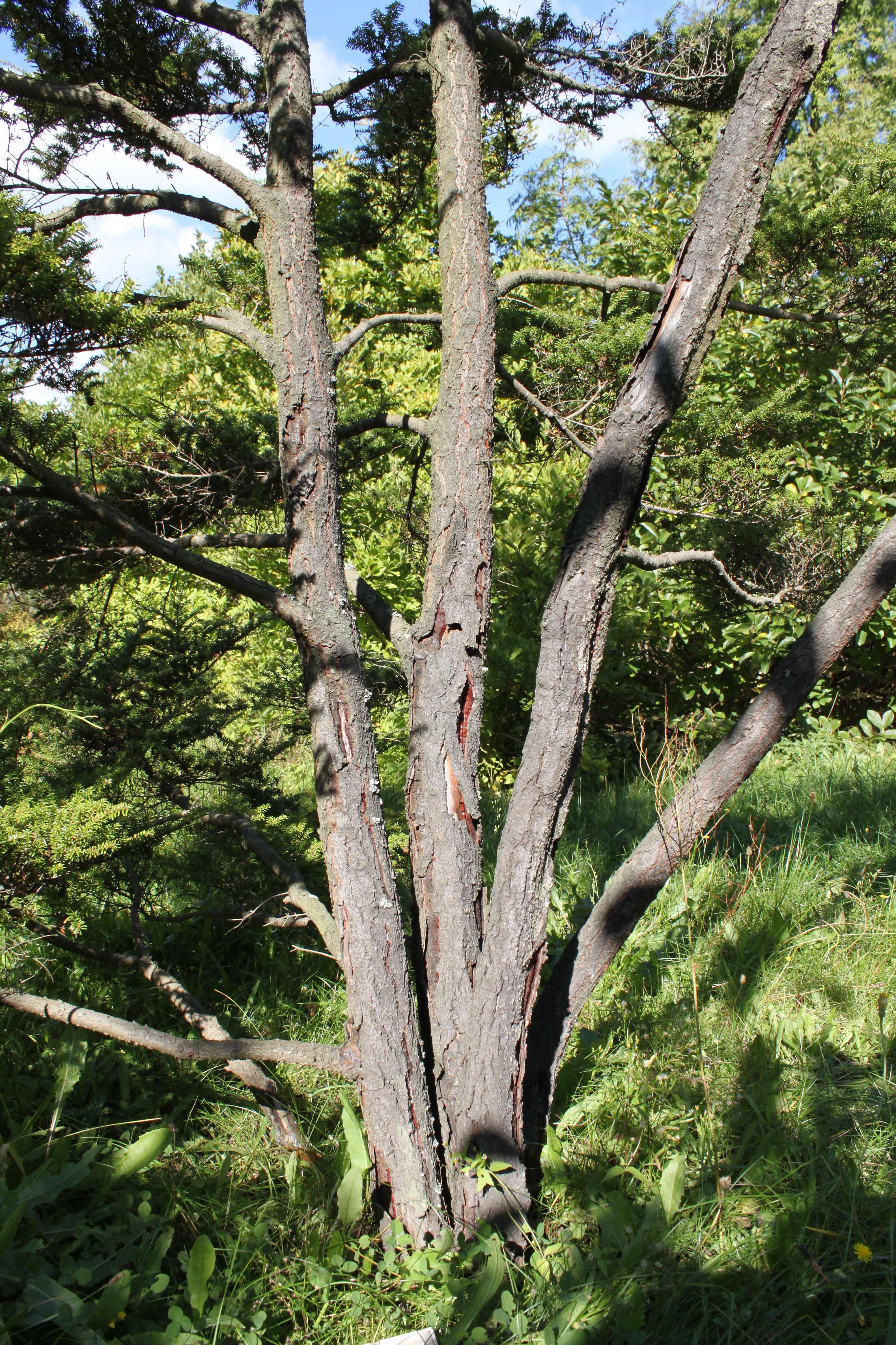 Image of Northern Japanese Hemlock