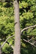 Image of Northern Japanese Hemlock