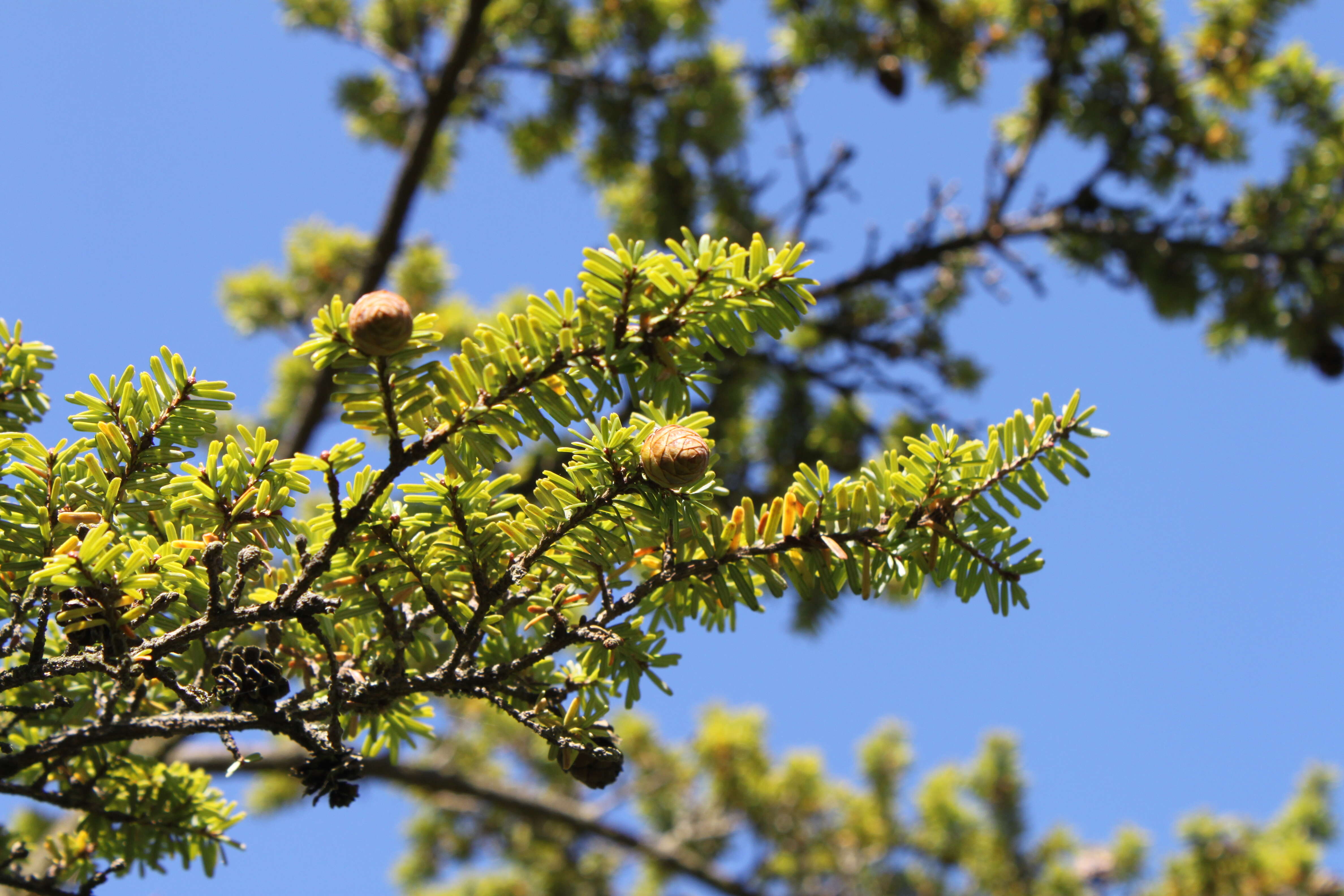 Image of Northern Japanese Hemlock