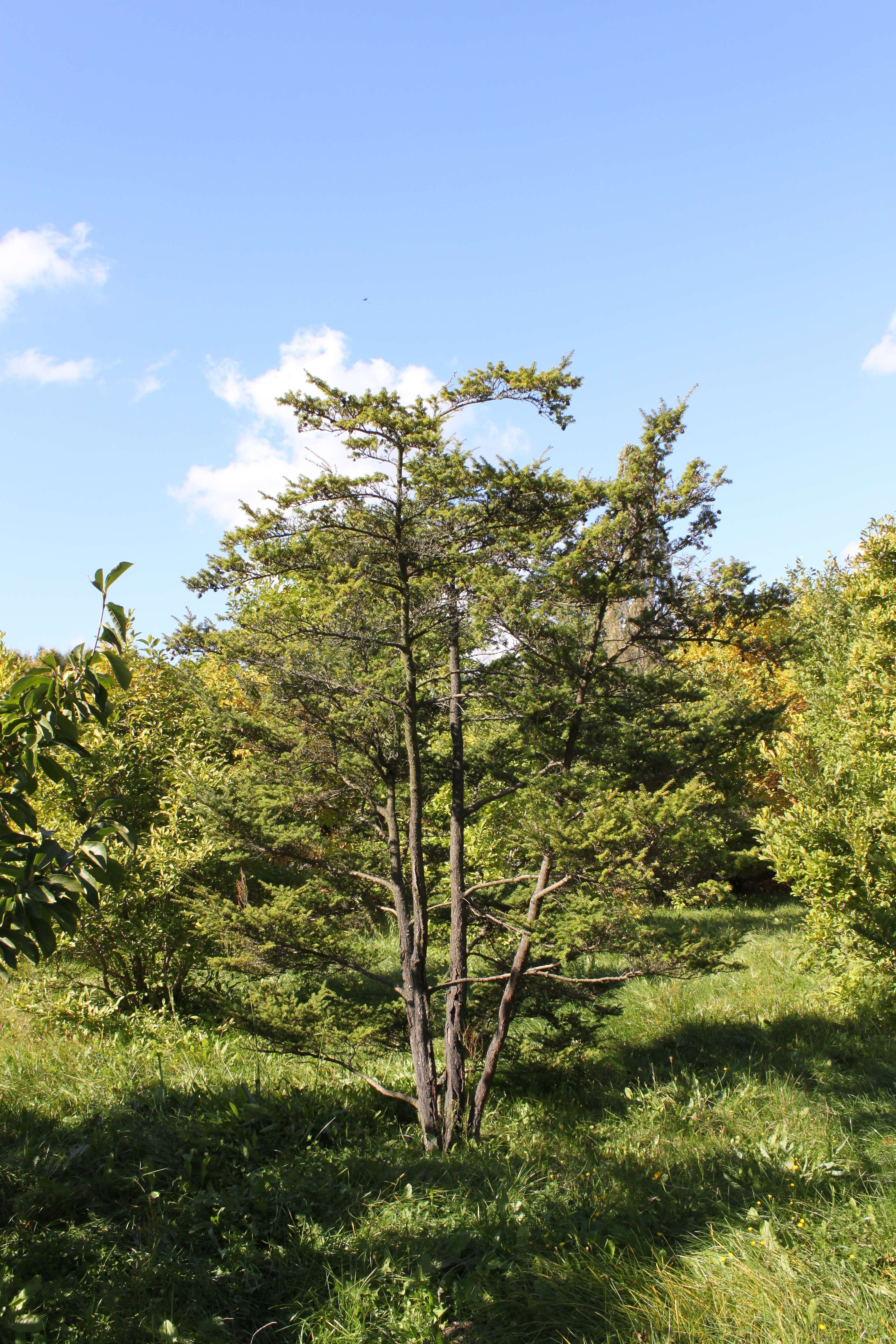 Image of Northern Japanese Hemlock