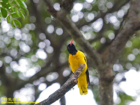 Oriolus xanthornus ceylonensis Bonaparte 1850的圖片