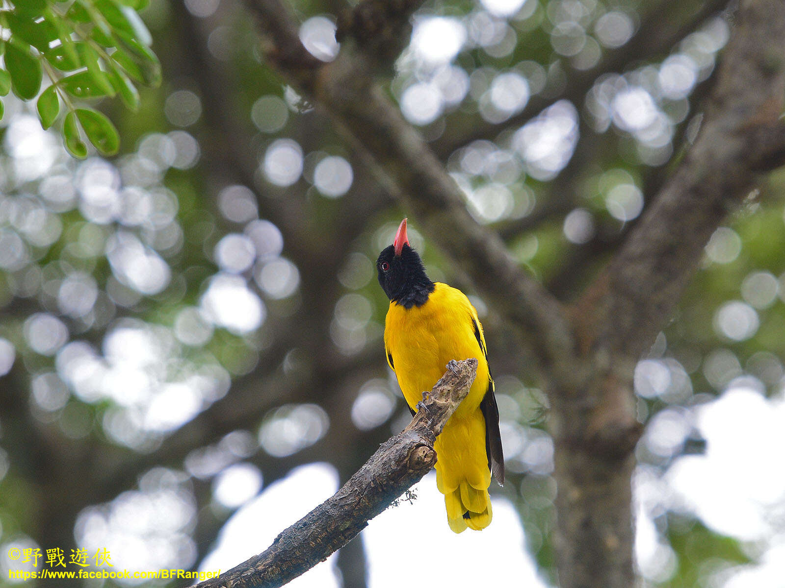 صورة Oriolus xanthornus ceylonensis Bonaparte 1850