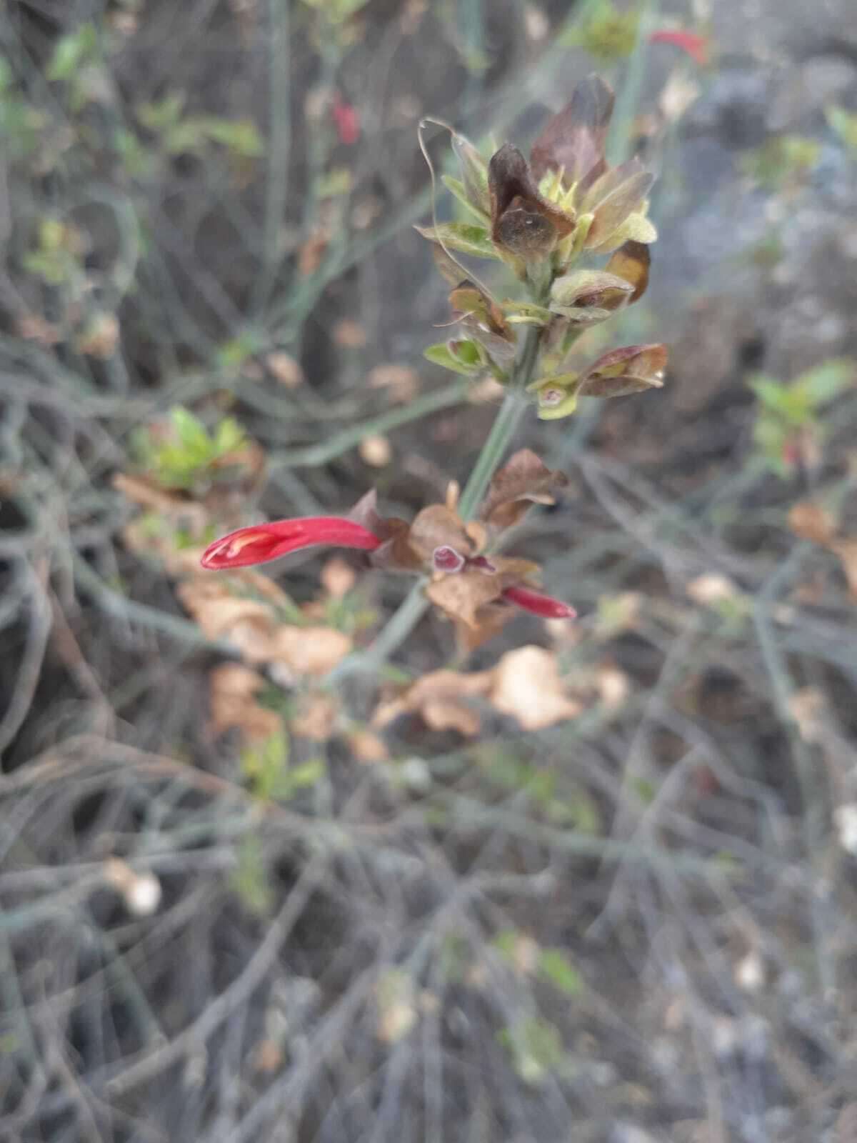 Image de Dicliptera scutellata Griseb.