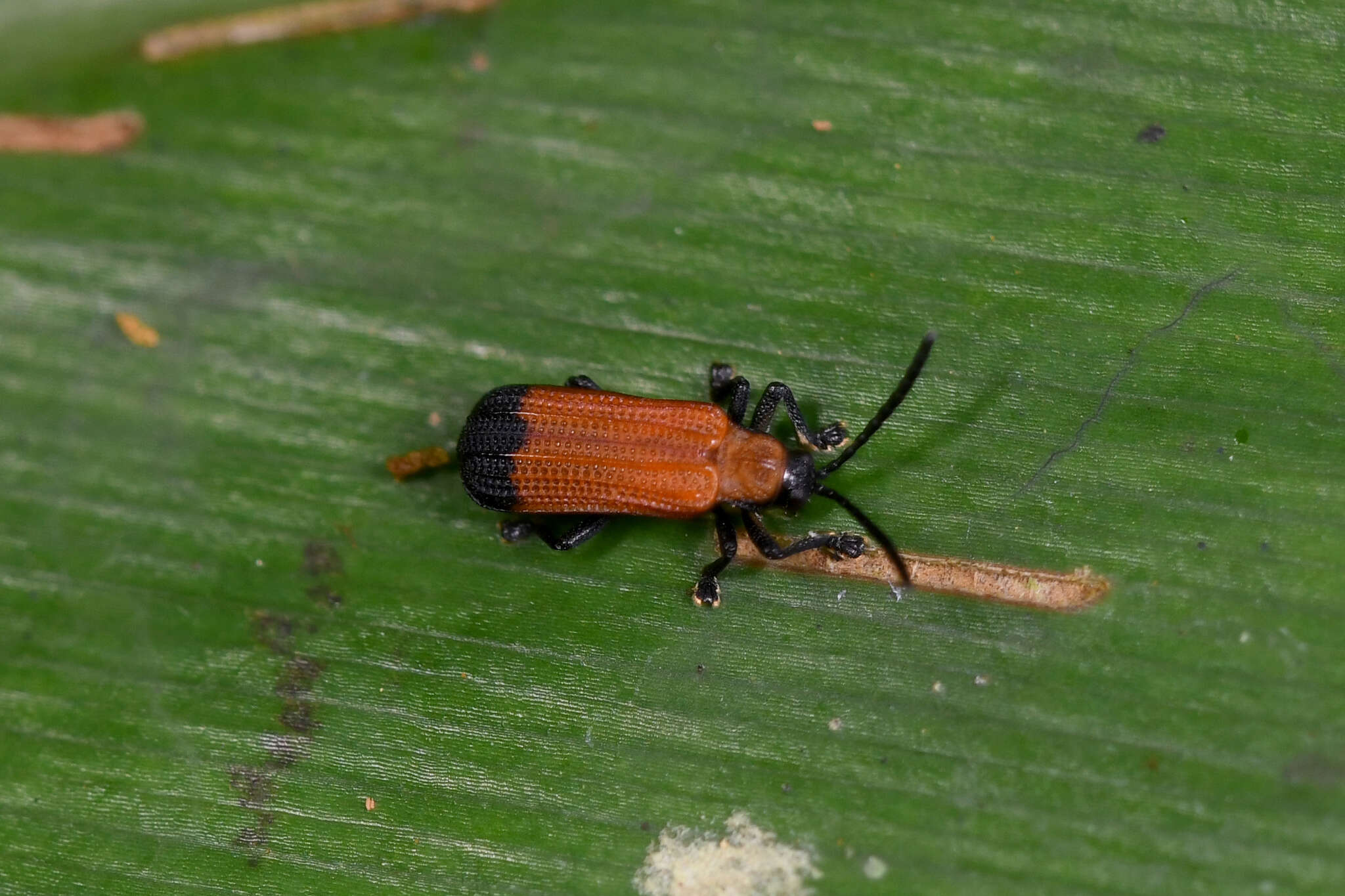 Sivun Agonita apicipennis (Baly 1869) kuva