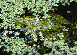 Image of Chiricahua Leopard Frog