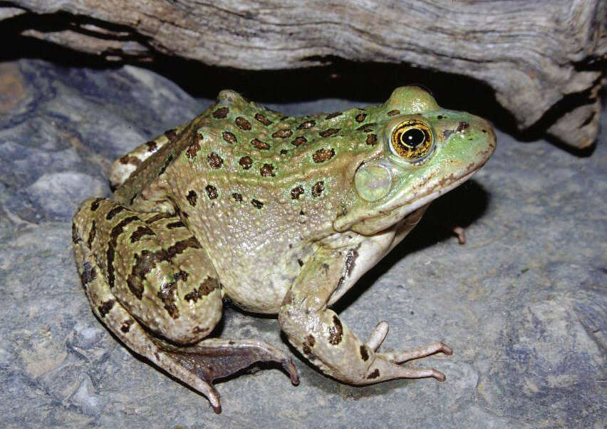 Image of Chiricahua Leopard Frog