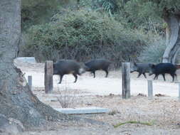 Image of Domestic Pig