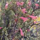 Image of Prostanthera grylloana F. Muell.