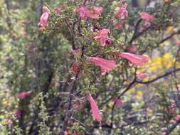 Image of Prostanthera grylloana F. Muell.