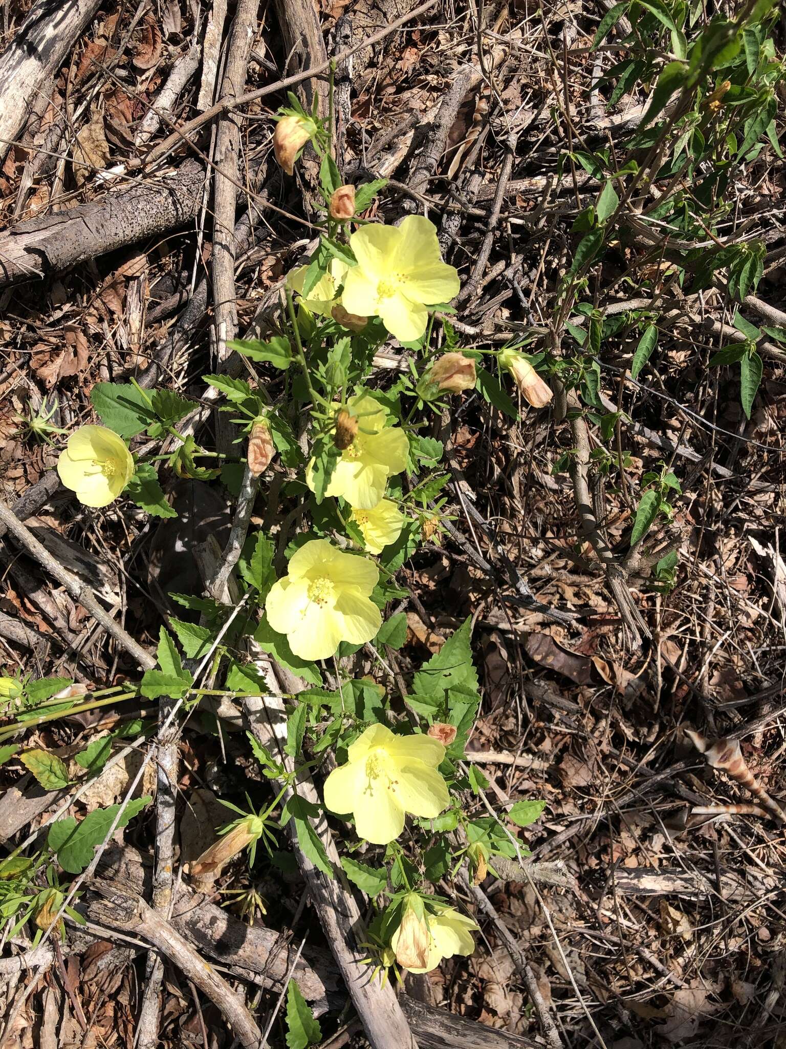 Image of Hibiscus citrinus P. A. Fryxell