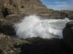 Image of New Zealand bull kelp