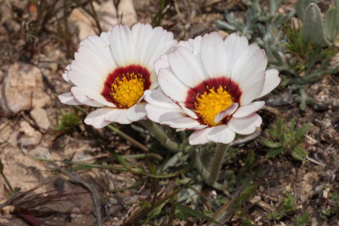 Image de Rhodanthemum catananche (Ball) B. H. Wilcox, K. Bremer & C. J. Humphries