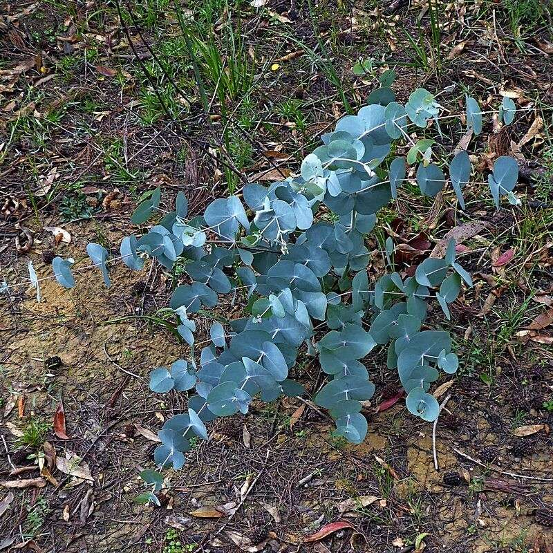 Image of Eucalyptus conspicua L. A. S. Johnson & K. D. Hill