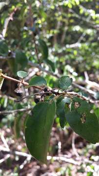 Image of Colubrina alluaudii (H. Perrier) Capuron