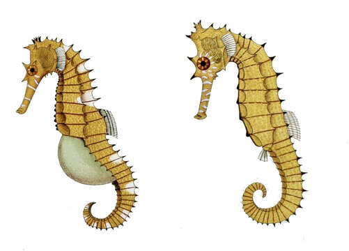 Image of Spiny Seahorse