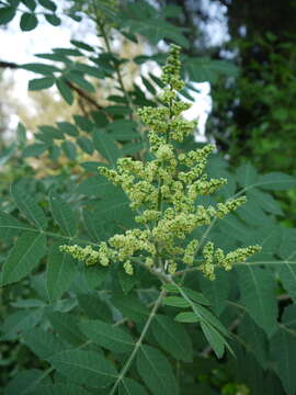 Image de sumac des corroyeurs