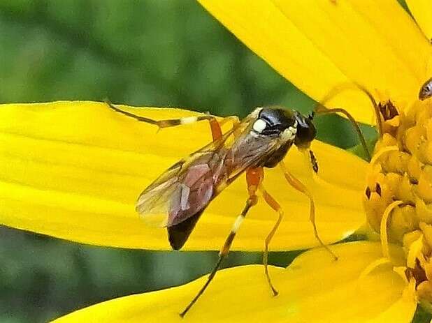 Image of Parasitoid wasp