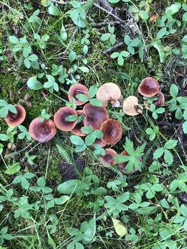 Слика од Lactarius badiosanguineus Kühner & Romagn. 1954