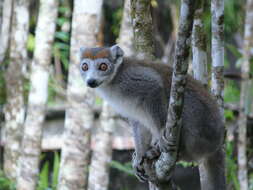 Image of Crowned Lemur