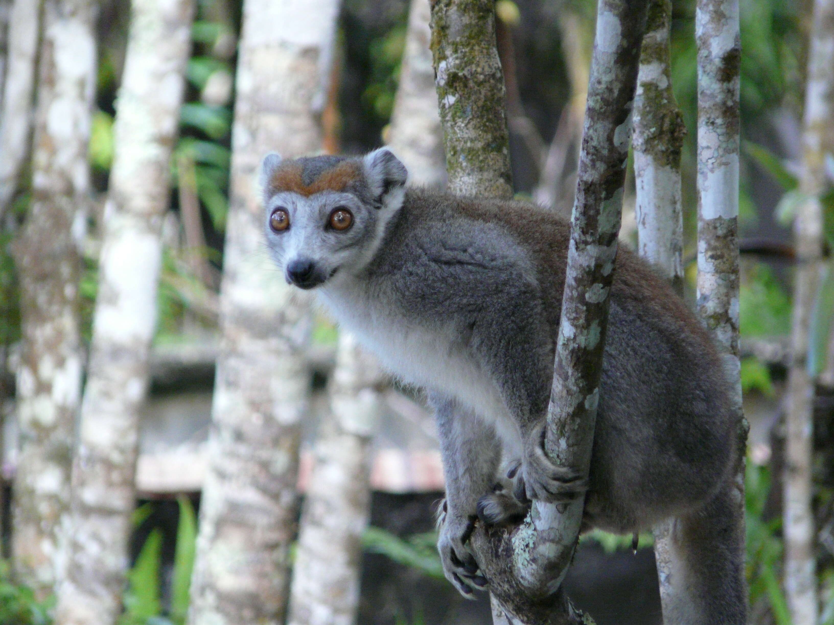 Image of Crowned Lemur