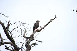 Image of Dark Chanting Goshawk