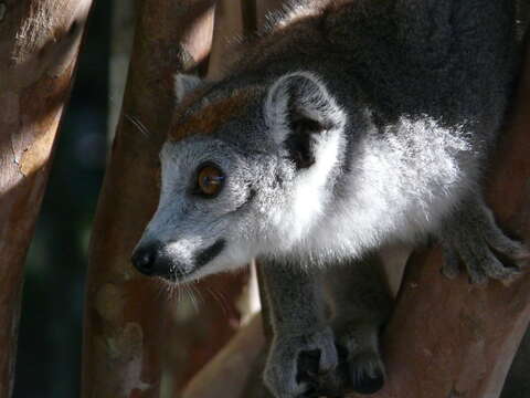 Image of Crowned Lemur