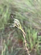 Imagem de Gladiolus permeabilis subsp. edulis (Burch. ex Ker Gawl.) Oberm.