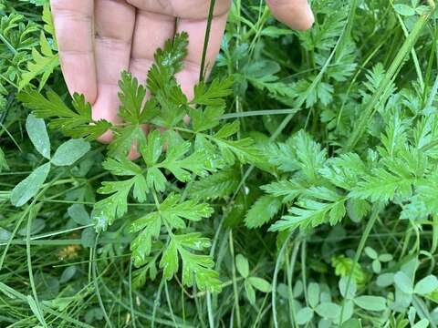 Image of Chinese Hemlock-Parsley