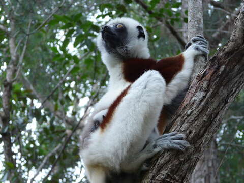 Image of Coquerel's Sifaka