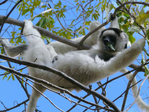 Image of Verreaux's Sifaka