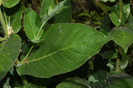 Image of Mandevilla emarginata (Vell. Conc.) C. Ezcurra