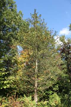 Image of Sawara Cypress