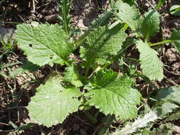 Image of Brassica ruvo