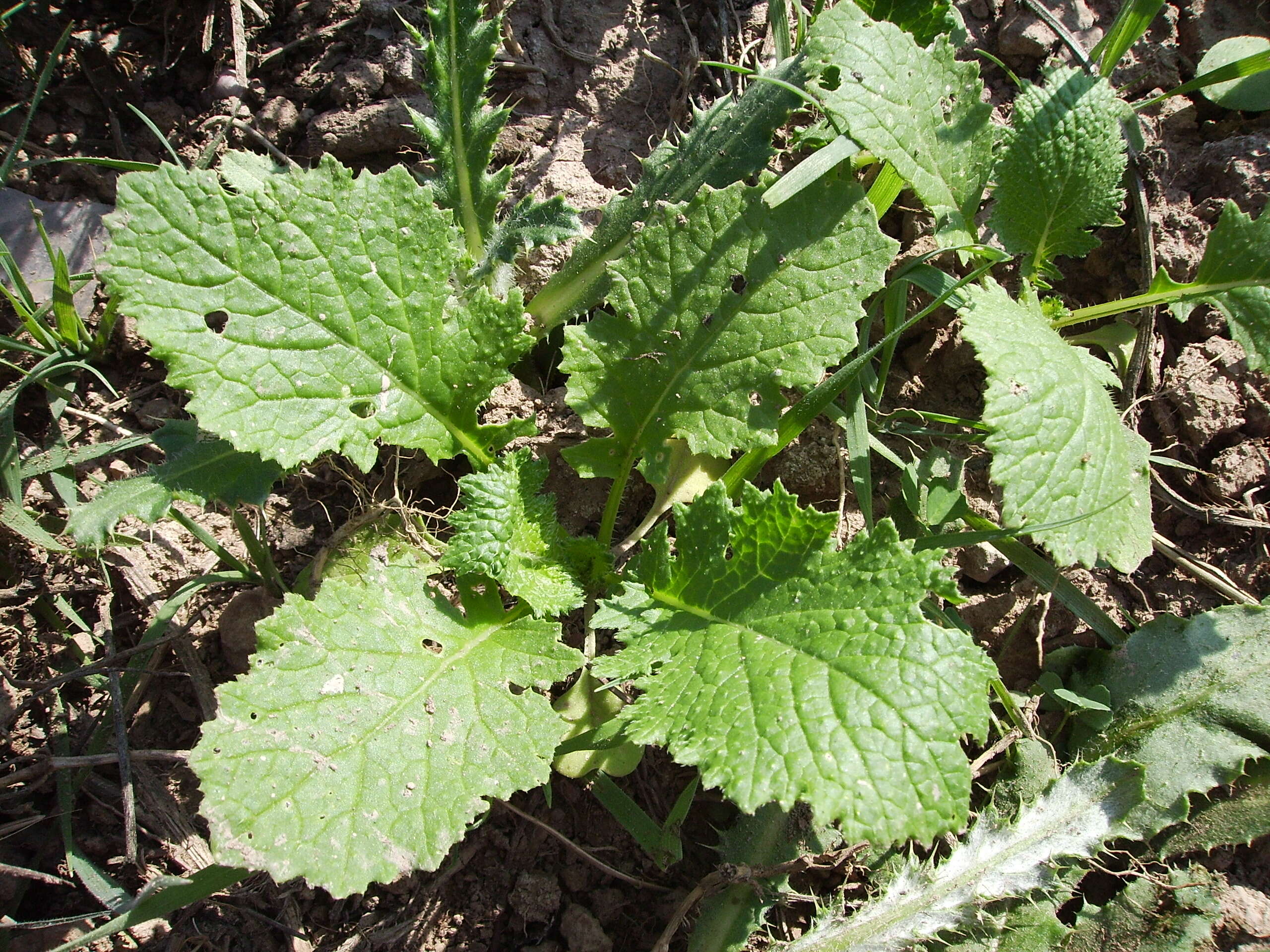 Image of Brassica ruvo