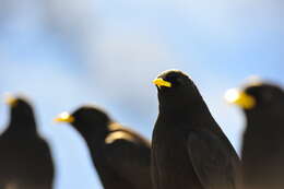 Image of Alpine Chough