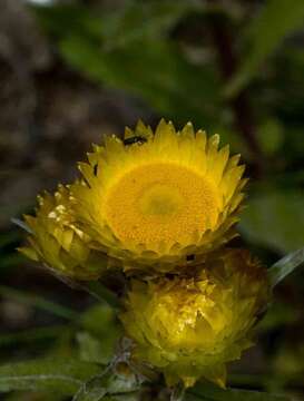 Image of Yellow everlasting