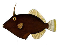 Image of Honeycomb Filefish