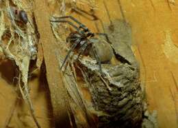 Image of Desid spider