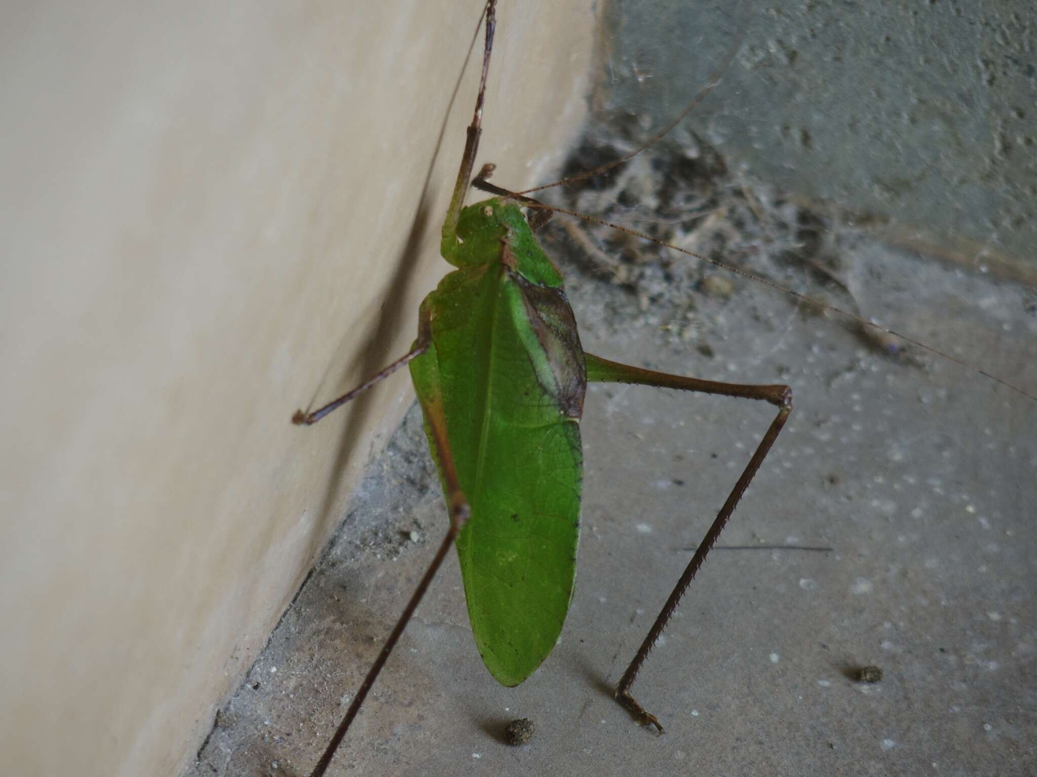 Image of Mecopoda niponensis (Haan 1843)