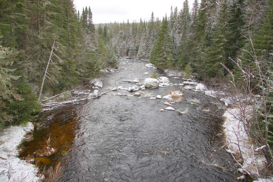 Image of Canadian Spruce