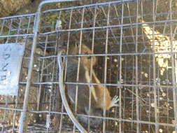 Image of white-tailed antelope squirrel