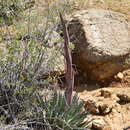 Image of Agave mckelveyana Gentry