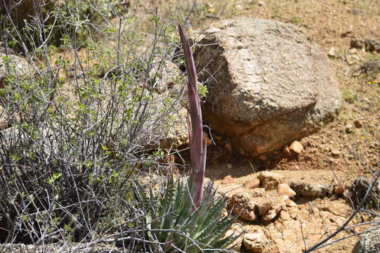 Image of Agave mckelveyana Gentry