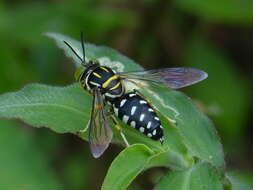 Imagem de Stictia maculata (Fabricius 1804)