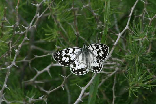 Image of Melanargia ines Hoffmannsegg 1804