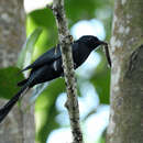 Image of Fork-tailed Drongo-Cuckoo