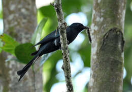 Image of Fork-tailed Drongo-Cuckoo